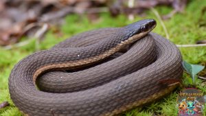 Bukan Ular Biasa, Queen Snake Punya Gaya Bangsawan!