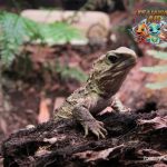 Tuatara Si Fosil Hidup yang Menakjubkan Dunia Reptil