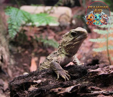 Tuatara Si Fosil Hidup yang Menakjubkan Dunia Reptil