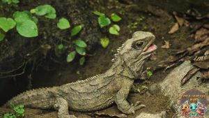 Tuatara Si Fosil Hidup yang Menakjubkan Dunia Reptil