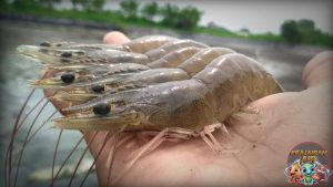 Udang Putih Si Kecil Lautan yang Diam-Diam Bernilai Mahal!