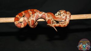 Keunikan Ular Jagung Reptil Cantik dengan Sifat Jinak!