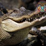 Buaya Beneran, Bukan Buaya Darat! Ini yang Bikin Ngeri!