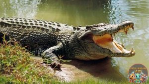 Buaya Beneran, Bukan Buaya Darat! Ini yang Bikin Ngeri!