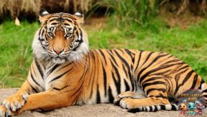 Mengenal Harimau Predator Elegan Penjaga Ekosistem!