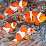Kenalan dengan Ikan Badut Si Bintang Lautan yang Imut!