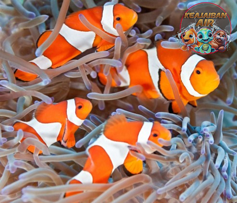 Kenalan dengan Ikan Badut Si Bintang Lautan yang Imut!