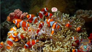 Kenalan dengan Ikan Badut Si Bintang Lautan yang Imut!