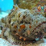 Di Balik Wajah Kalem, Ikan Batu Simpan Sengat Maut!