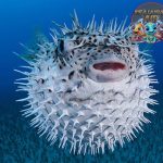 Ikan Buntal Hewan Laut Unik yang Bikin Takjub dan Ngeri!