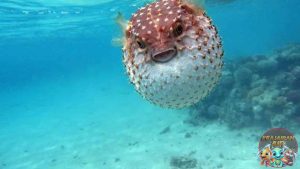 Ikan Buntal Hewan Laut Unik yang Bikin Takjub dan Ngeri!