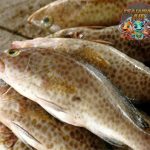 Ikan Kerapu Si Jago Sembunyi yang Bikin Nelayan Girang!
