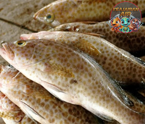 Ikan Kerapu Si Jago Sembunyi yang Bikin Nelayan Girang!