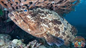 Ikan Kerapu Si Jago Sembunyi yang Bikin Nelayan Girang!