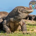 Komodo Reptil Raksasa yang Diam-Diam Bisa Mematikan!