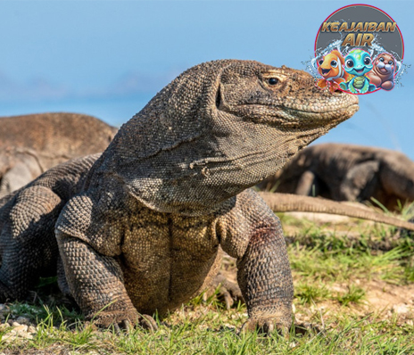 Komodo Reptil Raksasa yang Diam-Diam Bisa Mematikan!