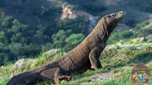 Komodo Reptil Raksasa yang Diam-Diam Bisa Mematikan!