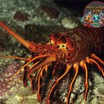 Lobster Laut Si Penguasa Cangkang yang Bikin Penasaran!