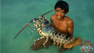 Lobster Laut Si Penguasa Cangkang yang Bikin Penasaran!