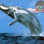 Fakta Mengejutkan Tentang Paus Biru, Si Penguasa Samudra!