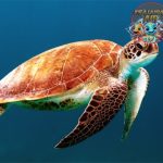 Melindungi Penyu Reptil Laut yang Terancam Punah!