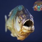 Piranha Ikan Kecil dengan Gigitannya yang Mematikan!