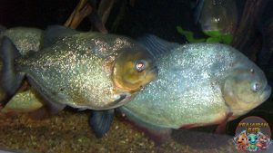 Piranha Ikan Kecil dengan Gigitannya yang Mematikan!