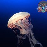 Keajaiban Ubur-Ubur Si Penghuni Laut yang Bercahaya!
