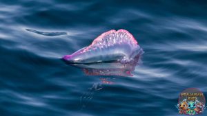 Keajaiban Ubur-Ubur Si Penghuni Laut yang Bercahaya!