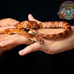 Keunikan Ular Jagung Reptil Cantik dengan Sifat Jinak!