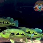 Ikan Predator Peacock Bass Jadi Favorit dengan 7 Alasan!