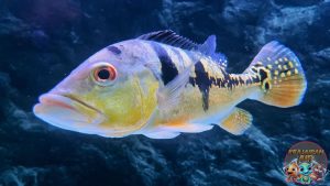 Ikan Predator Peacock Bass Jadi Favorit dengan 7 Alasan!