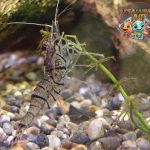 Udang Palaemon Paucidens dan 4 Perilaku Uniknya di Alam