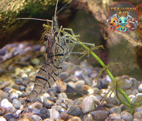 Udang Palaemon Paucidens dan 4 Perilaku Uniknya di Alam