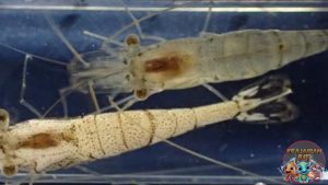 Udang Palaemon Paucidens dan 4 Perilaku Uniknya di Alam