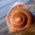 Siput Laut Petualangan Lambat dengan 8 Keajaiban