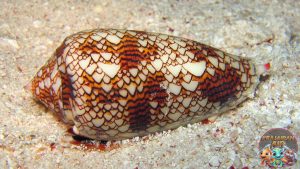 Siput Laut Petualangan Lambat dengan 8 Keajaiban