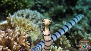 Ular Laut Reptil Laut yang Bikin Takjub dengan 7 Fakta Menarik