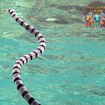 Ular Laut Reptil Laut yang Bikin Takjub dengan 7 Fakta Menarik