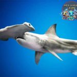 Keunikan Hiu Martil Terungkap Lewat Fakta Abad ke20