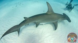 Keunikan Hiu Martil Terungkap Lewat Fakta Abad ke20