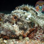 Ikan Kalajengking 3 Alasan Laut Bukan Buat Disentuh