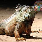 Keunikan Kadal Anole yang Bikin Terpesona Pecinta Reptil!