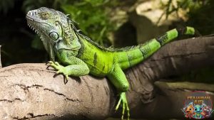 Keunikan Kadal Anole yang Bikin Terpesona Pecinta Reptil!