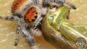 Laba Laba Tak Butuh Sayap untuk Pemburu Ulung!