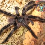 Laba Laba Tak Butuh Sayap untuk Pemburu Ulung!vv