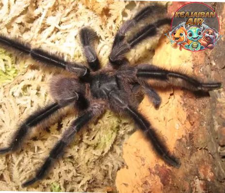 Laba Laba Tak Butuh Sayap untuk Pemburu Ulung!vv