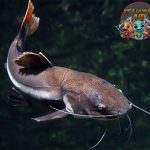 Ikan Air Tawar Lele 4 Langkah Simpel Jaga Kualitas Air Kolam