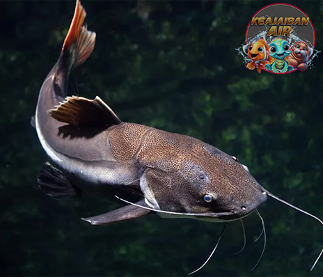 Ikan Air Tawar Lele 4 Langkah Simpel Jaga Kualitas Air Kolam