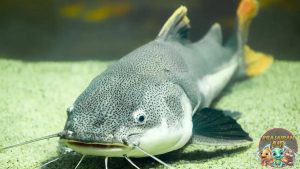 Ikan Air Tawar Lele 4 Langkah Simpel Jaga Kualitas Air Kolam